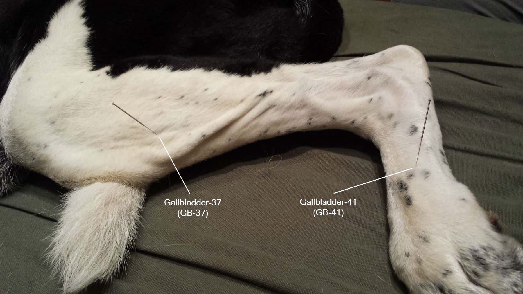 Sam Acupuncture Northwest Holistic Pet Care Sam Acupuncture Northwest Holistic Pet Care